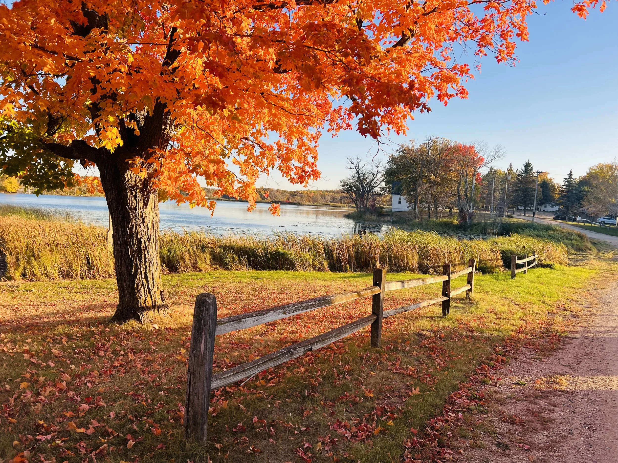 A maple in full autumn color by the water, beside a split-rail fence